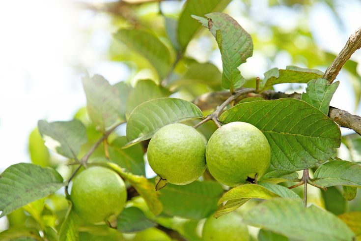 Lá Ổi Trị Được Bệnh Gì? Những Lợi Ích Sức Khỏe Bất Ngờ Từ Lá Ổi