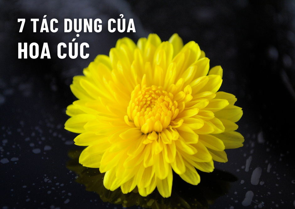 7 tác dụng tuyệt vời của hoa cúc và cách pha thảo mộc hòa tan hoa cúc cải thiện sức khỏe