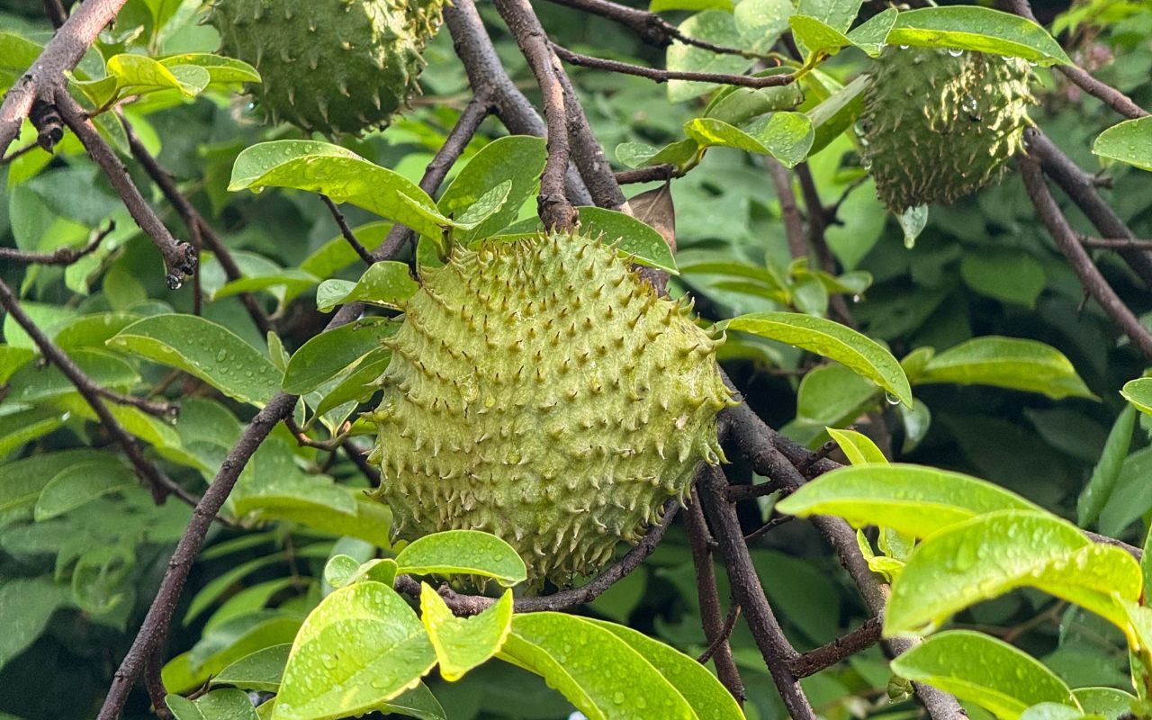 Cách Sử Dụng Trà Mãng Cầu Để Đạt Hiệu Quả Cao