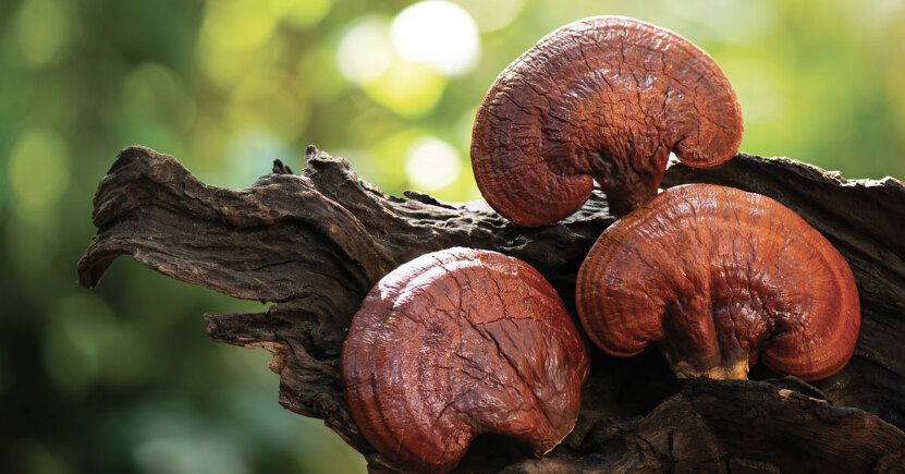 Hành Trình Tạo Nên Trà Túi Lọc Linh Chi Hùng Phát