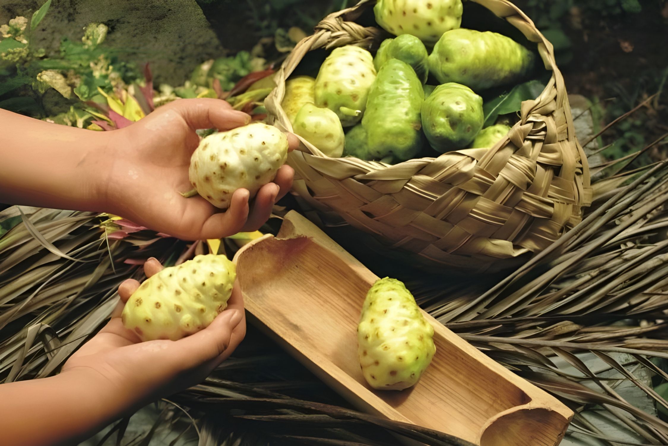 Trái Nhàu Trong Văn Hóa Việt – Một Nguyên Liệu Khiêm Nhường Bước Vào Thế Giới Trà