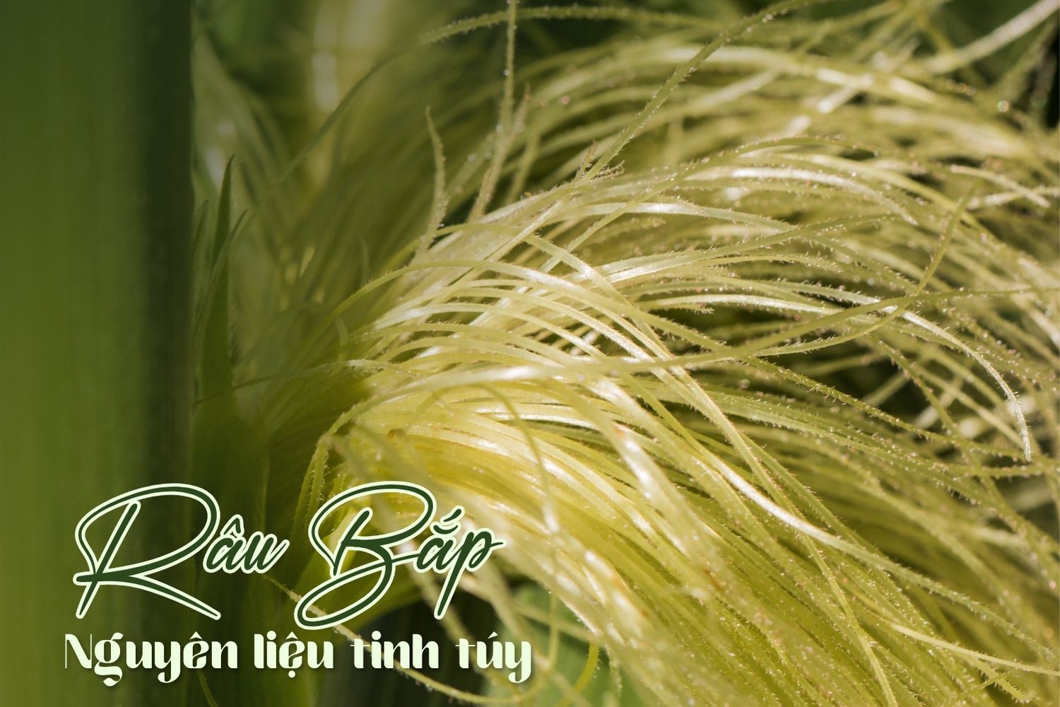 Trà Râu Bắp – Thức Uống Thảo Mộc Từ Thiên Nhiên Việt Nam