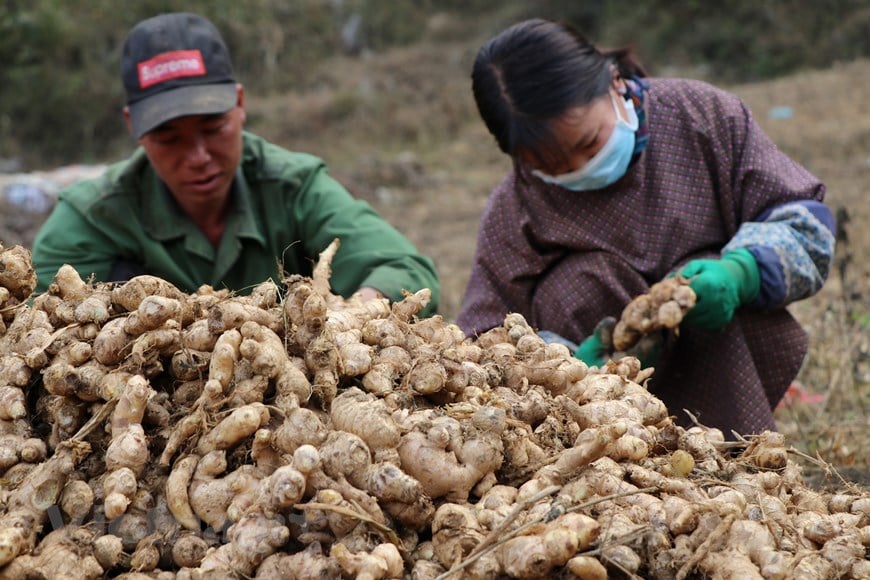 Trà Gừng Hòa Tan Hùng Phát – Tinh Hoa Từ Thiên Nhiên Việt