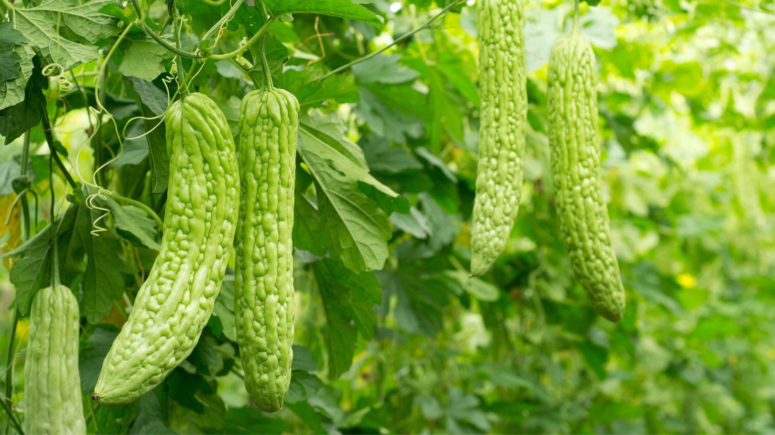 Uống Trà Khổ Qua Có Tốt Không? Những Điều Bạn Nên Biết