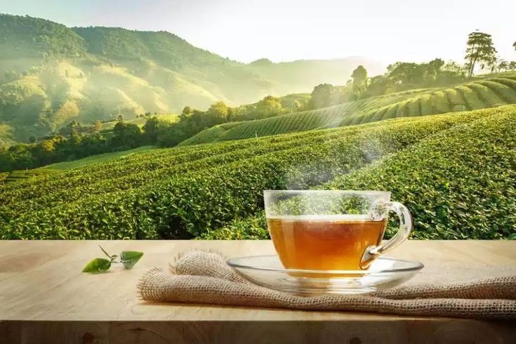 Trà Thanh Nhiệt Mát Gan Tiêu Độc Có Tác Dụng Gì? Khi Nào Nên Uống