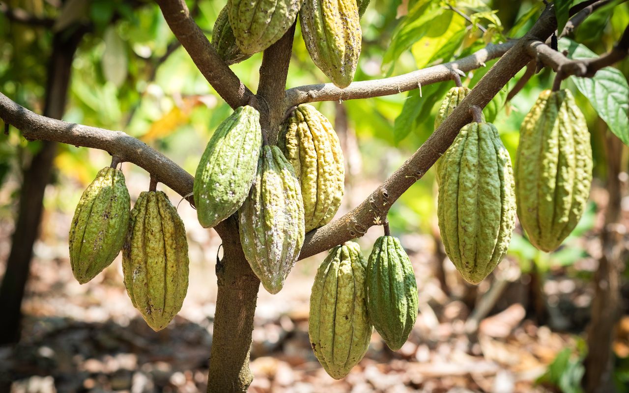 Cách làm cacao sữa đá mát lạnh, chuẩn quán