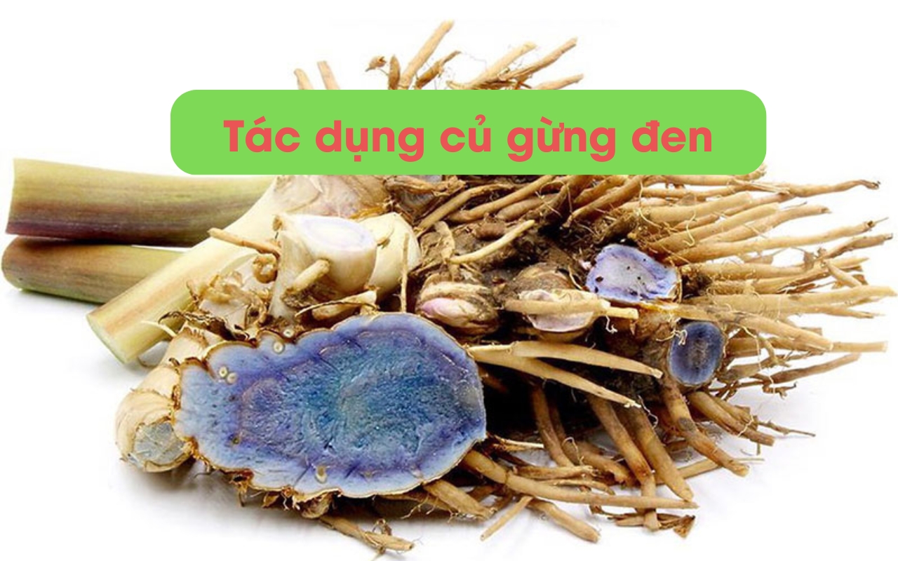 Củ Gừng Đen Có Tác Dụng Gì? - Củ Gừng Đen Hỗ Trợ Sức Khỏe Ra Sao?