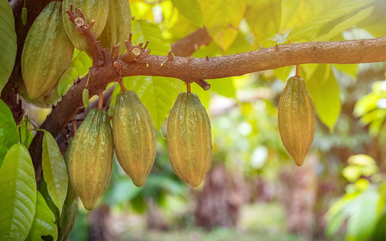 Tác dụng của bột cacao nguyên chất với cơ thể