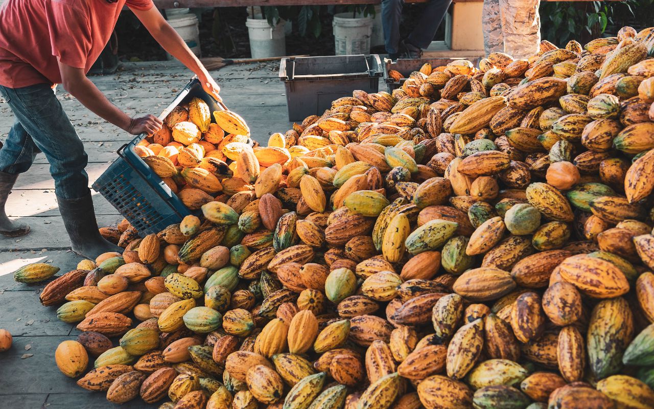 Uống cacao có tác dụng gì cho sức khỏe?