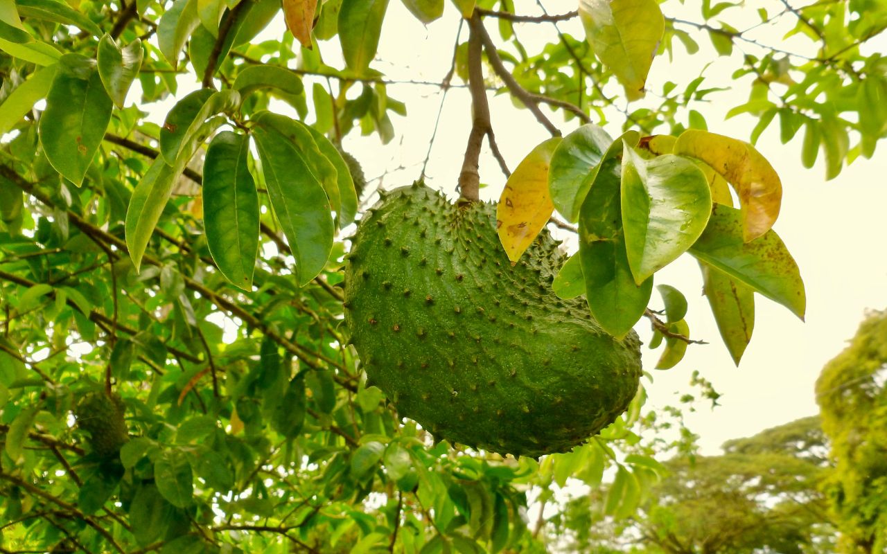 Công Dụng Của Trà Mãng Cầu Gai: Lợi Ích Đáng Ngạc Nhiên Cho Sức Khỏe
