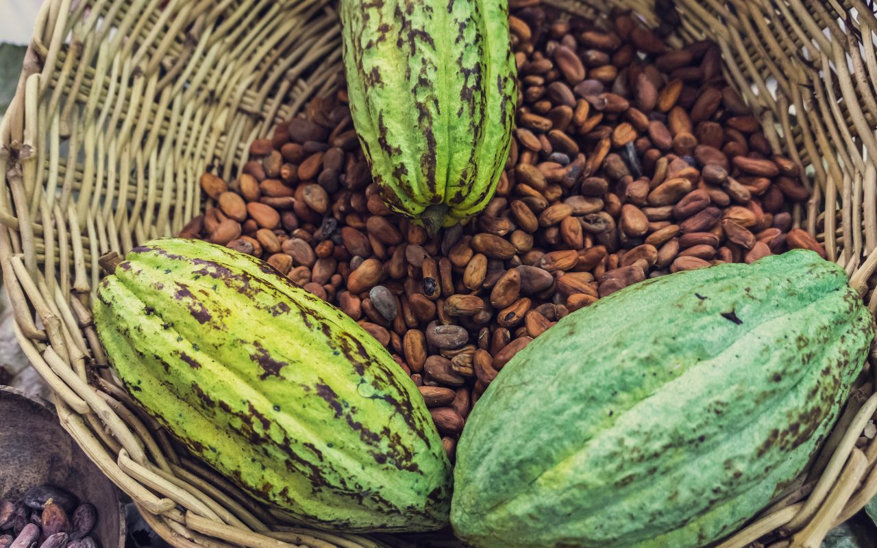 Uống cacao có tác dụng gì cho sức khỏe?