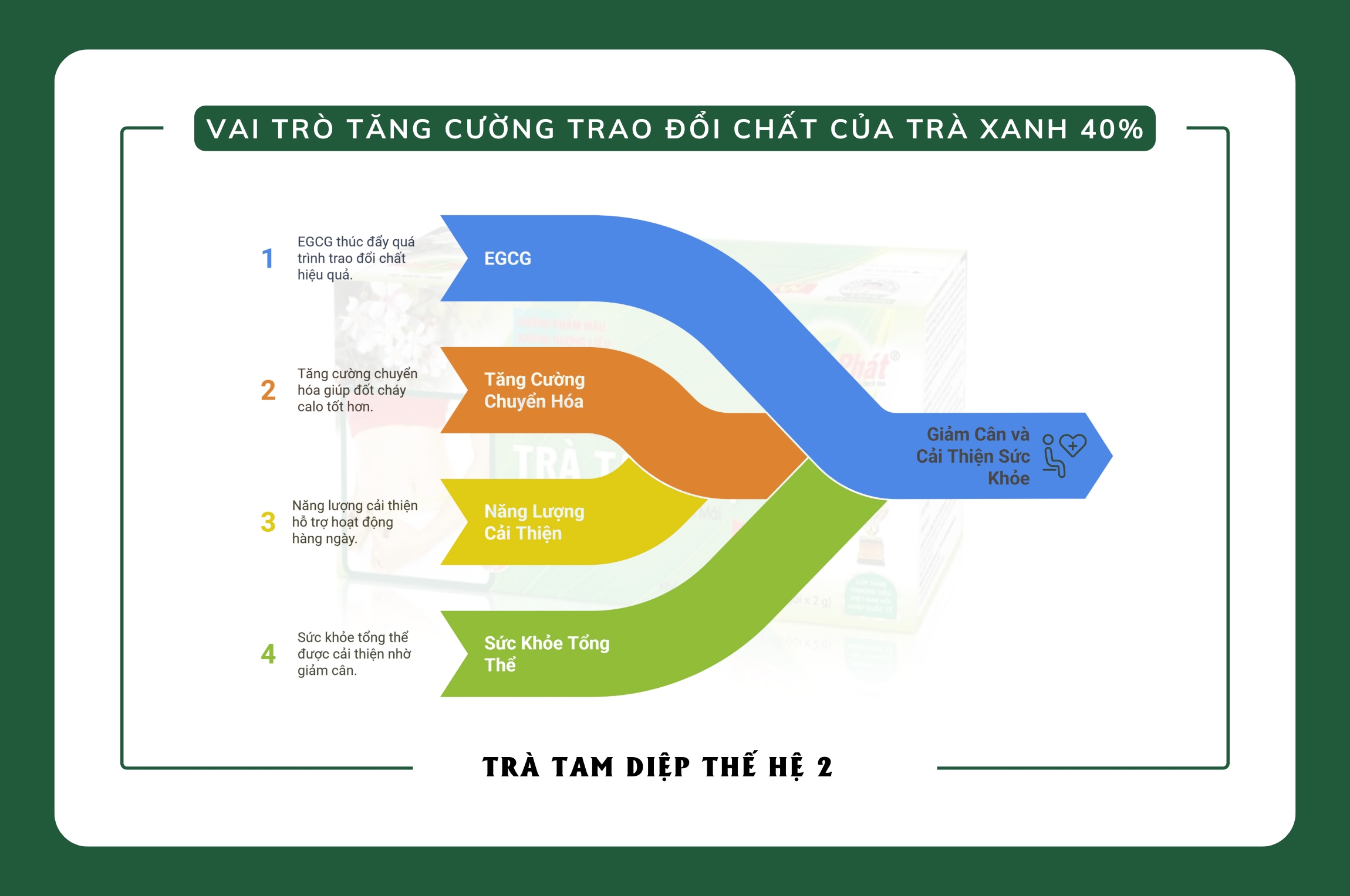Trà Tam Diệp - Thành Phần, Cơ Chế Hoạt Động Và Hiệu Quả Đối Với Cơ Thể
