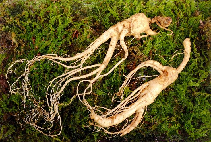 Trà Hồng Sâm – Lợi Ích Và Cách Sử Dụng Hiệu Quả