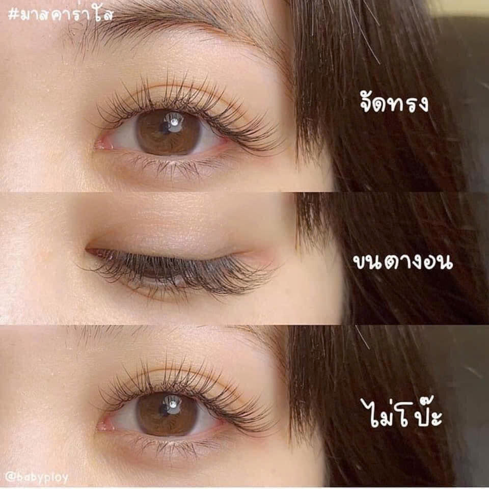 LĂN MI THÁI - V239