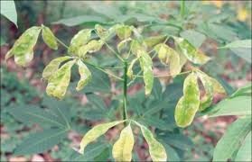 5 Bệnh thường gặp ở cây cao su Việt nam