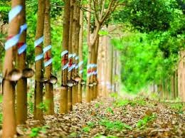 Lịch Sử Cây Cao Su