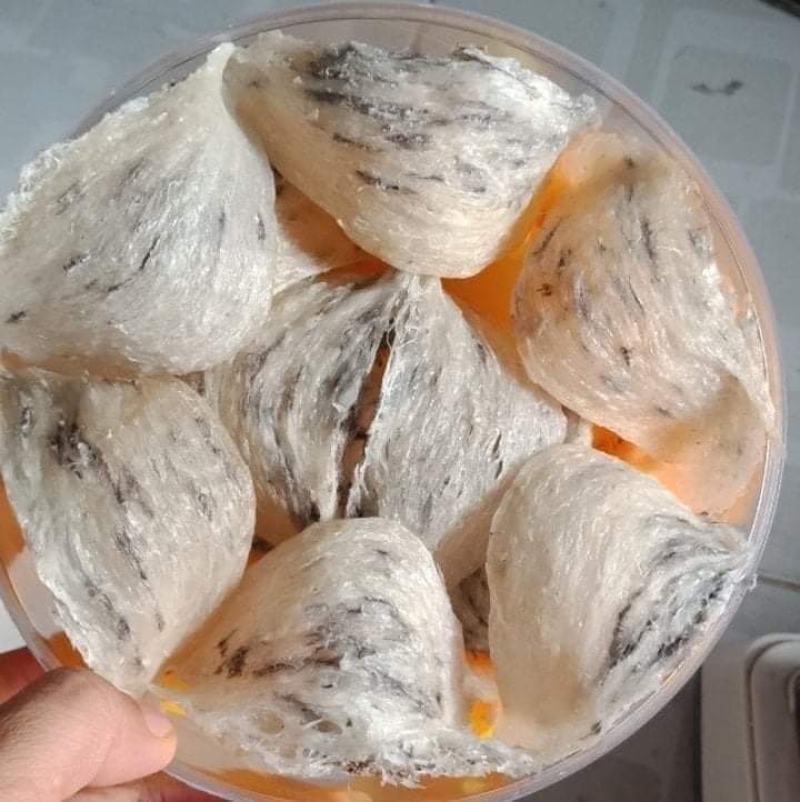 TỔ YẾN THÔ (GOLD)
