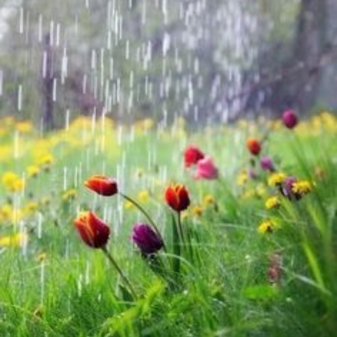 Nuôi Gà Mùa Mưa: Những Điều Cần Chú Ý