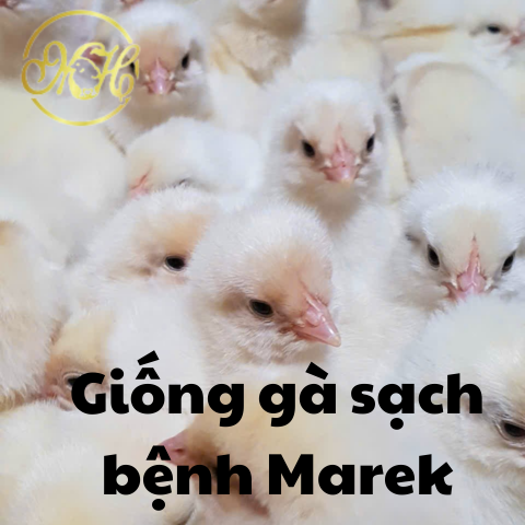 Giống Gà Sạch Bệnh Marek: Lựa Chọn An Toàn Và Hiệu Quả