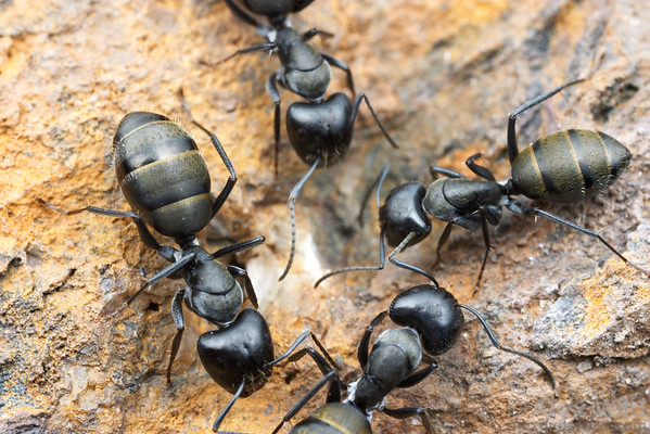 Camponotus Aeneopilosus