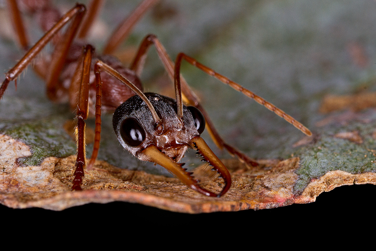 Myrmecia Nigriceps