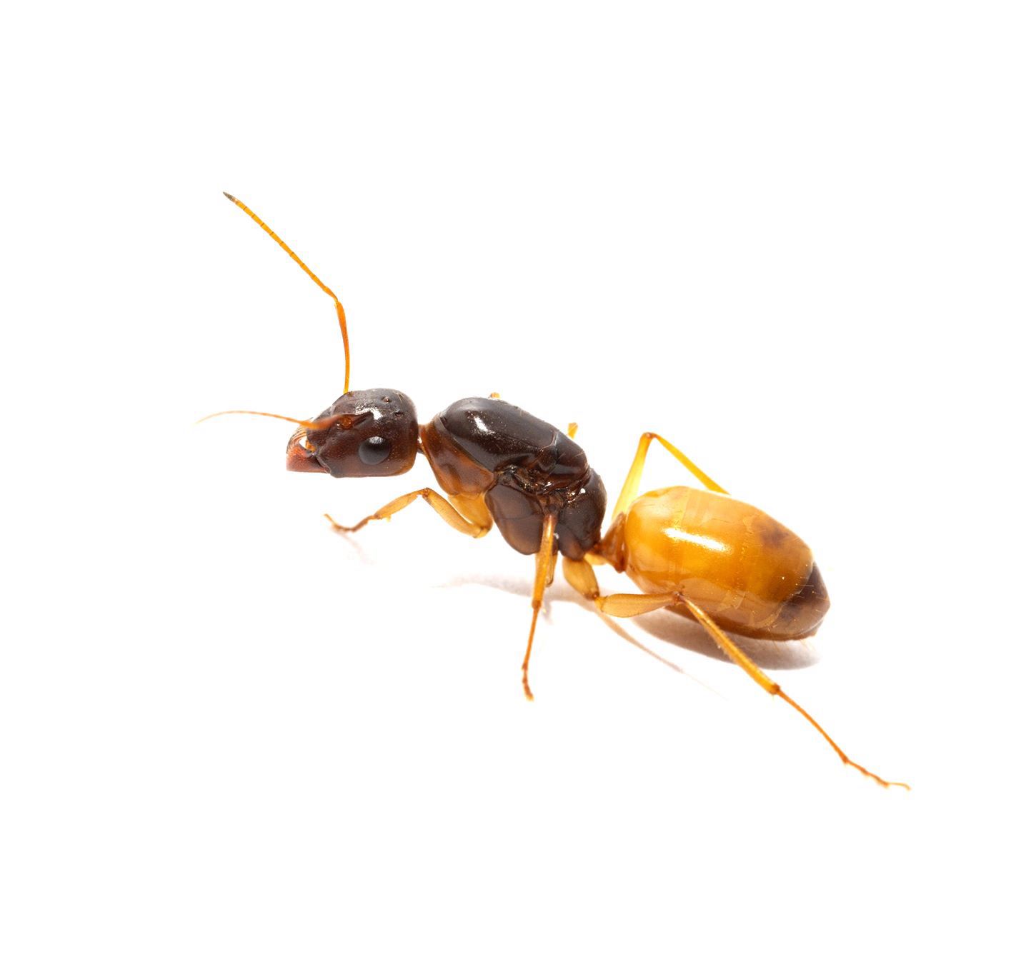 Camponotus Fedtschenkoi