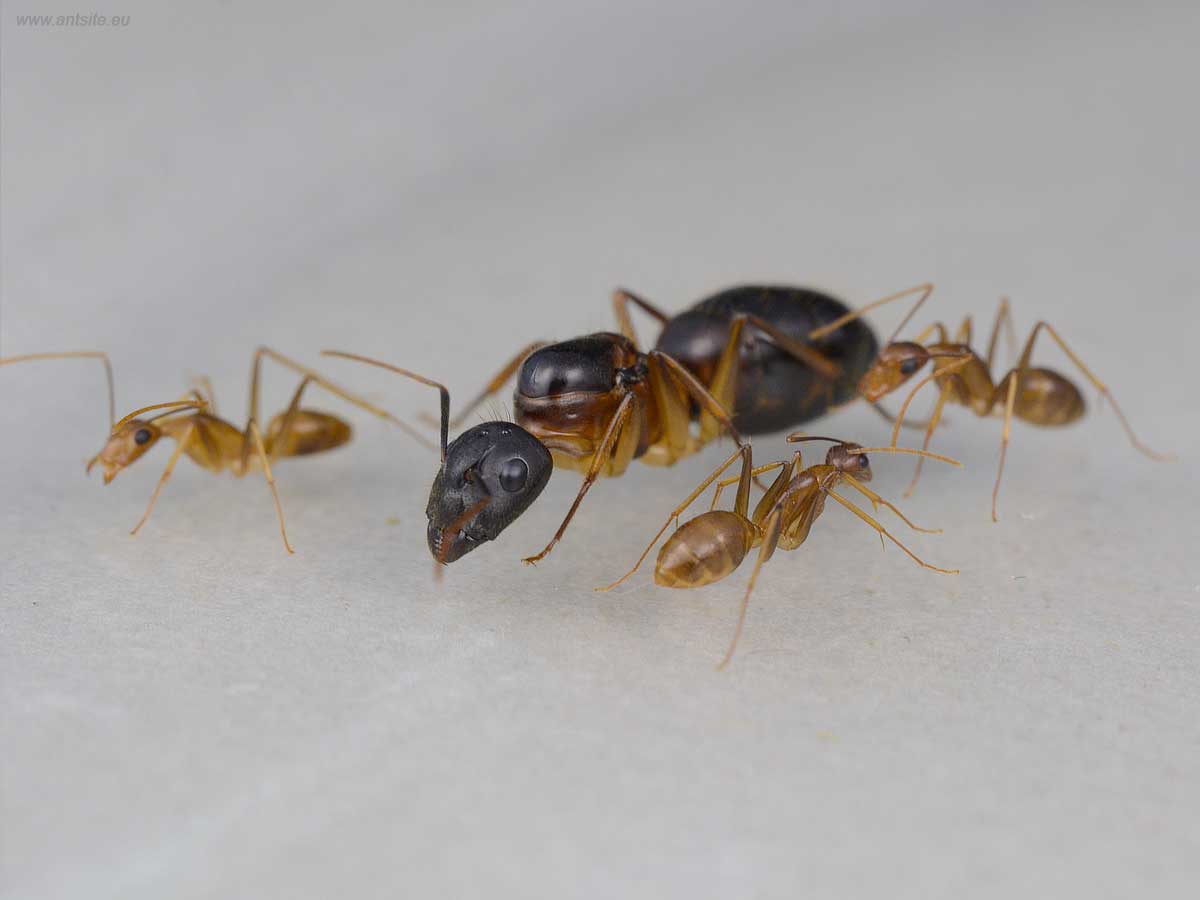 Camponotus Irritans