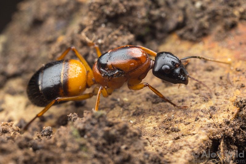 Camponotus consobrinus