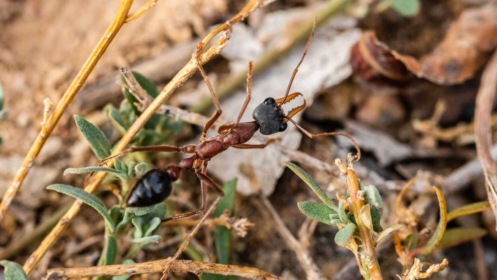 Myrmecia Nigriceps