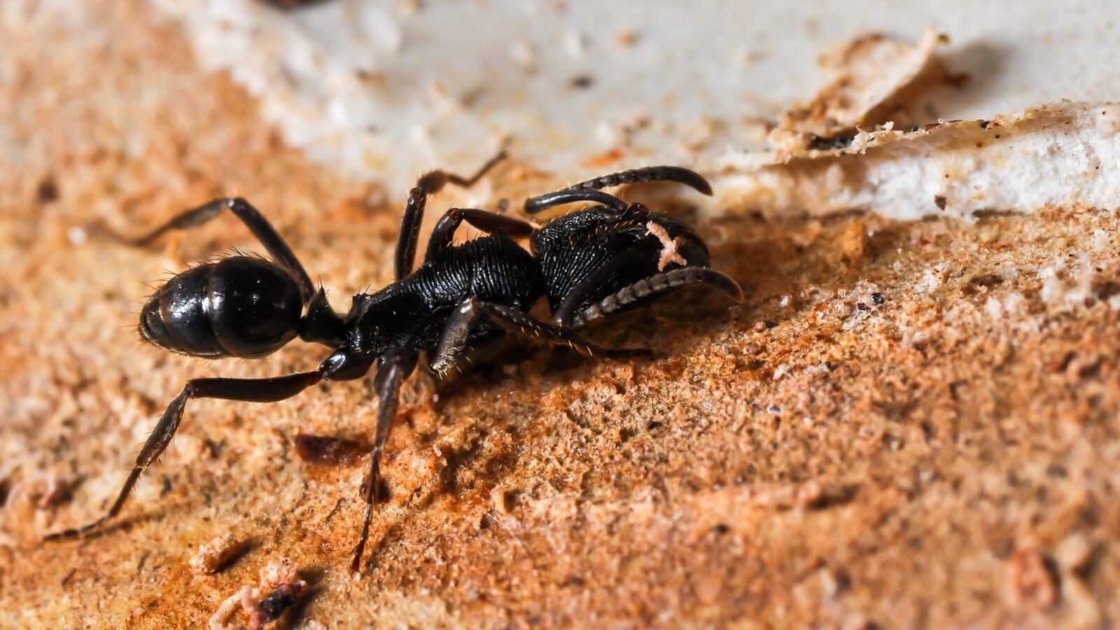 Odontoponera transversa