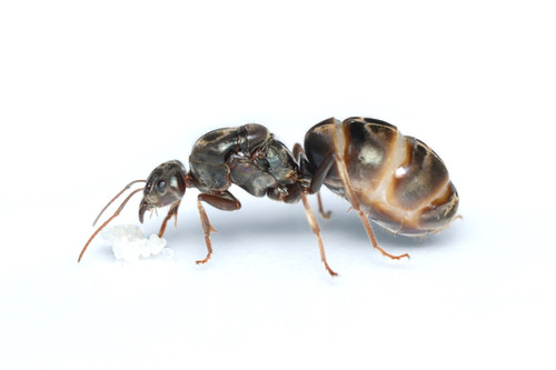 Iridomyrmex Purpureus (Meat Ant)