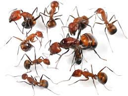 Camponotus Nicobarensis