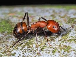 Camponotus Nicobarensis
