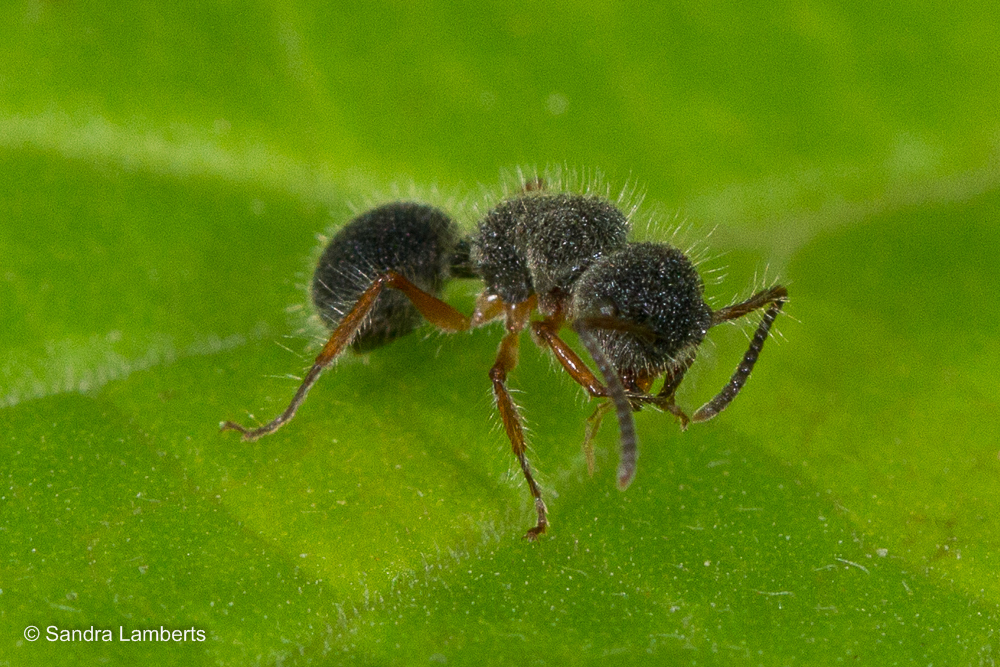 Echinopla cherapunjiensis