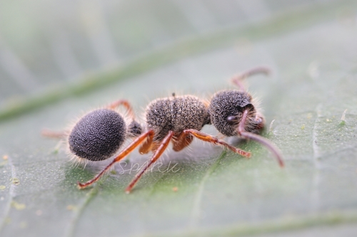 Echinopla cherapunjiensis