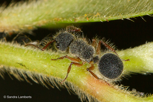 Echinopla cherapunjiensis