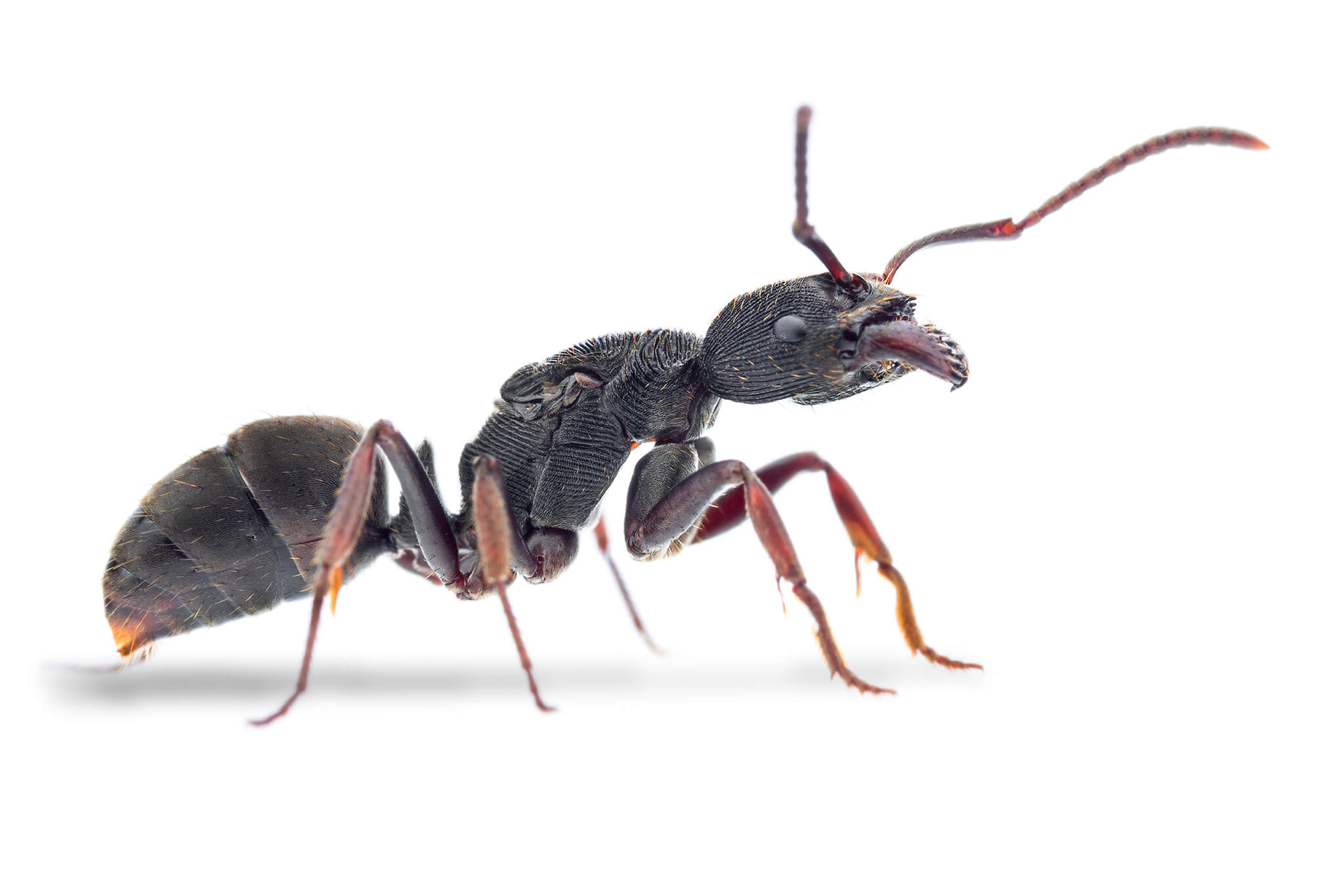 Odontoponera transversa