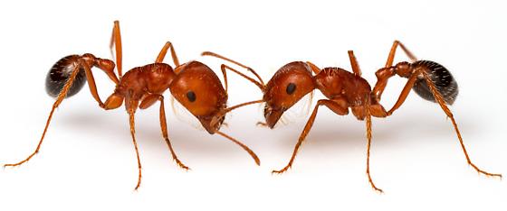 Pogonomyrmex Californicus