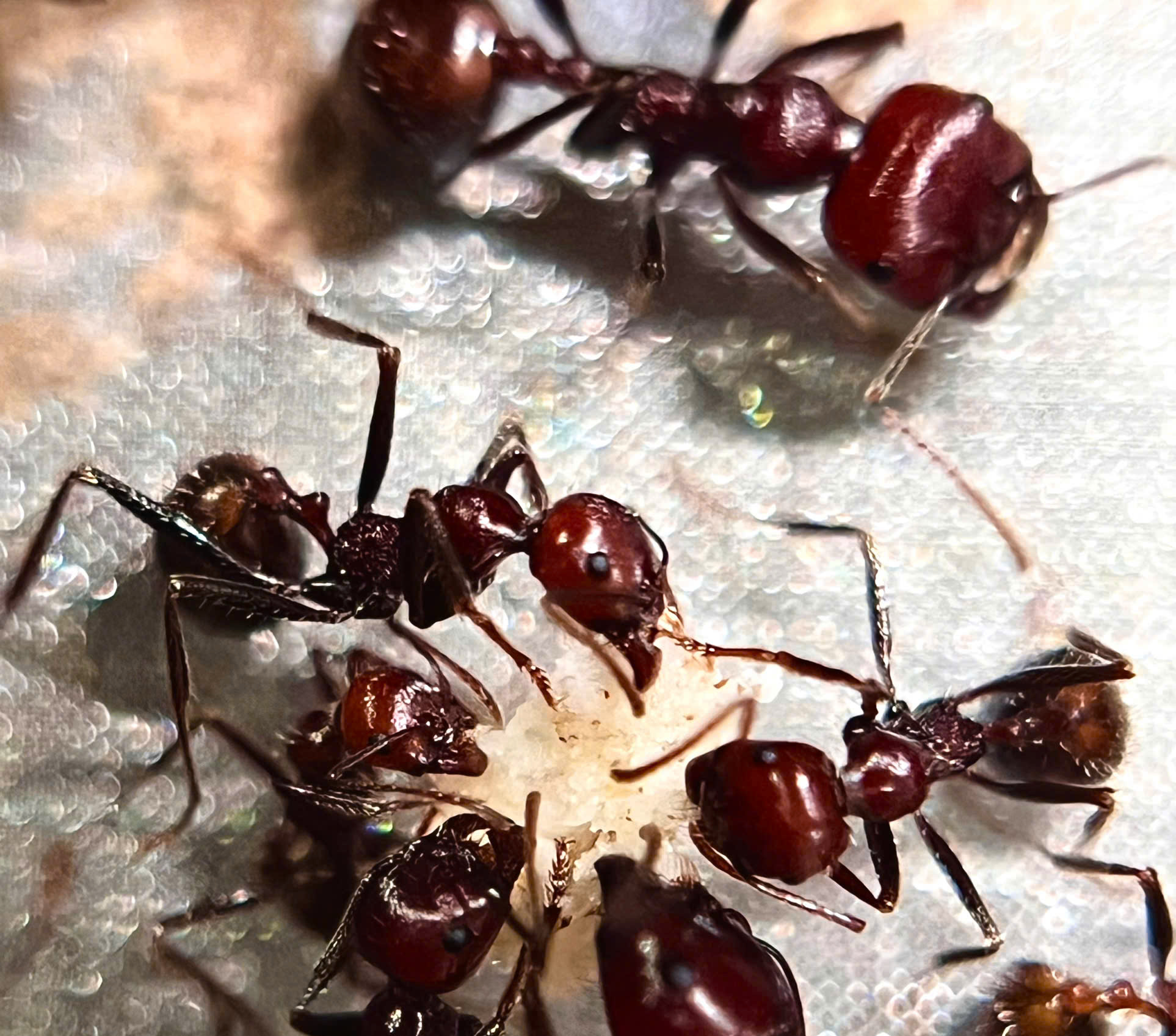 Messor cephalotes