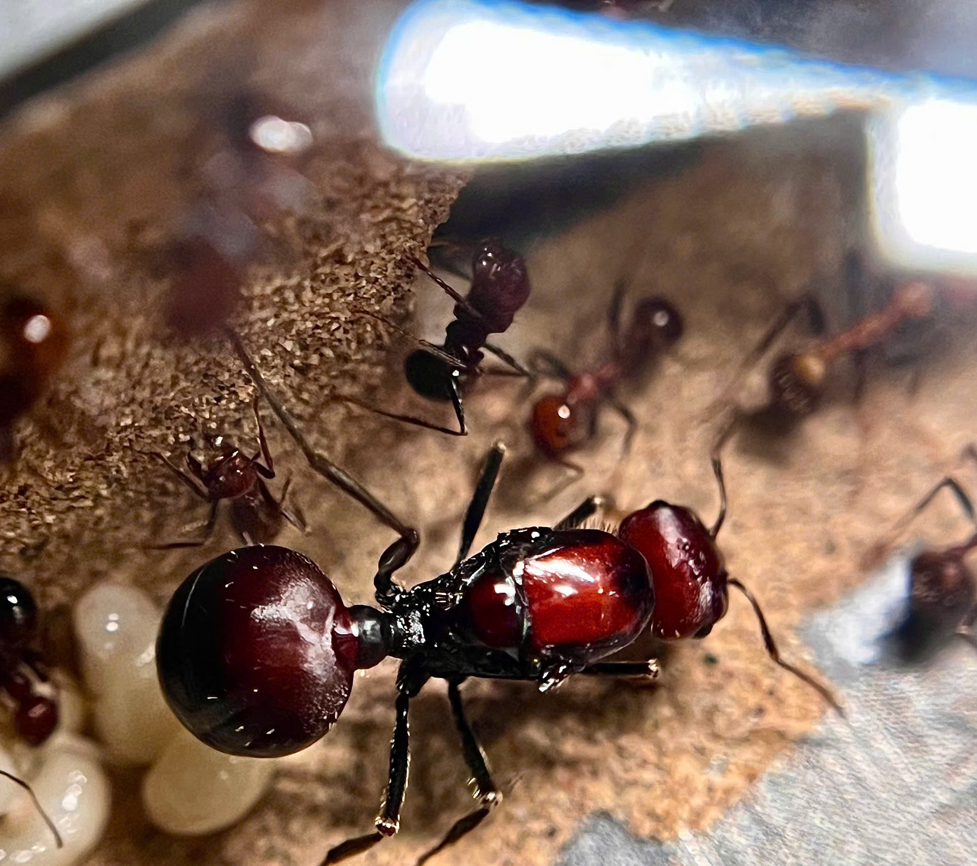 Messor cephalotes