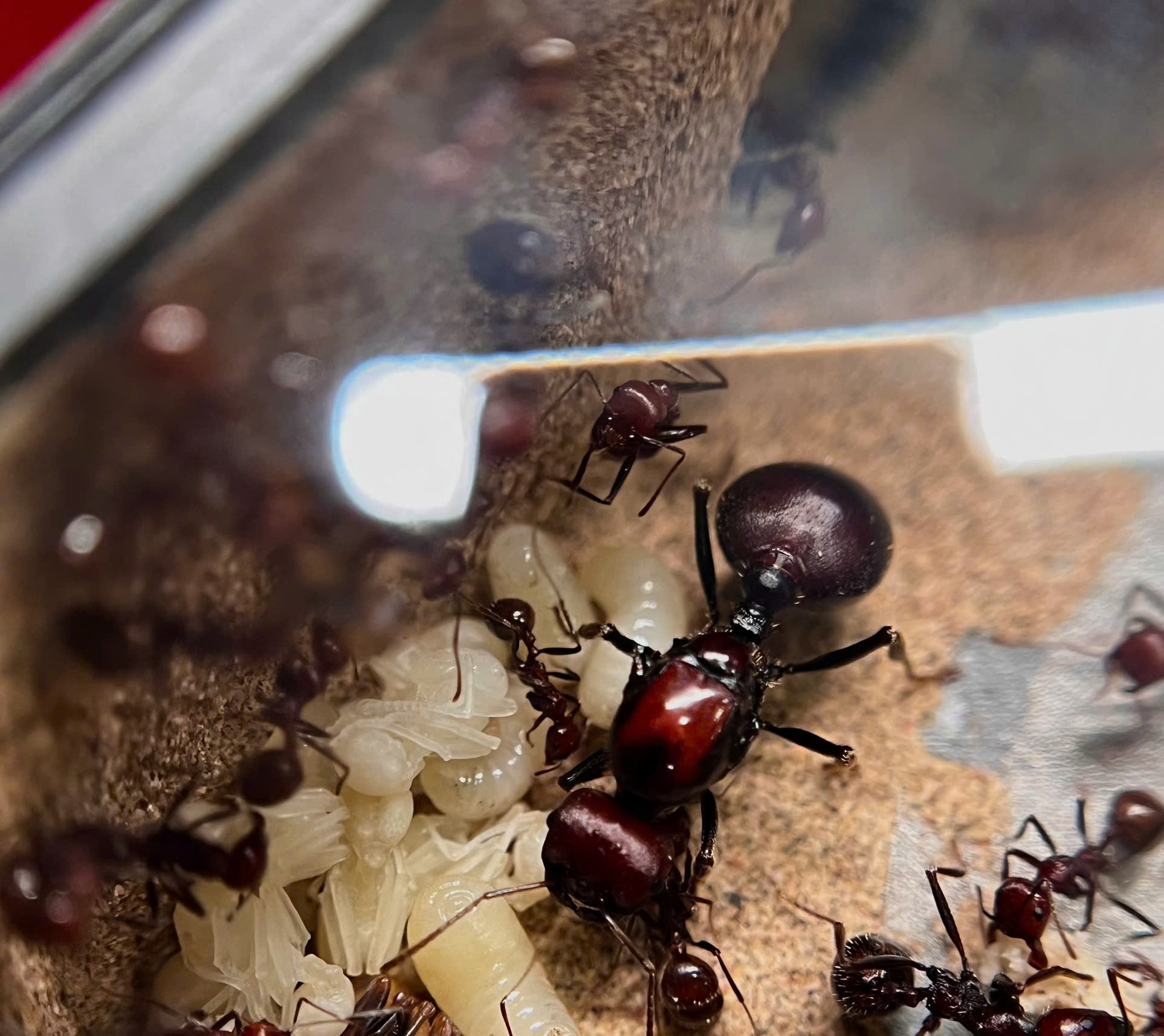 Messor cephalotes