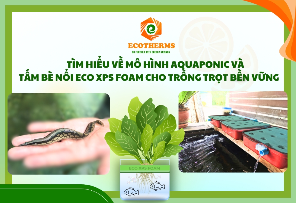 ECO XPS FOAM TẤM BÈ NỔI TRONG MÔ HÌNH NUÔI CÁ TRỒNG RAU