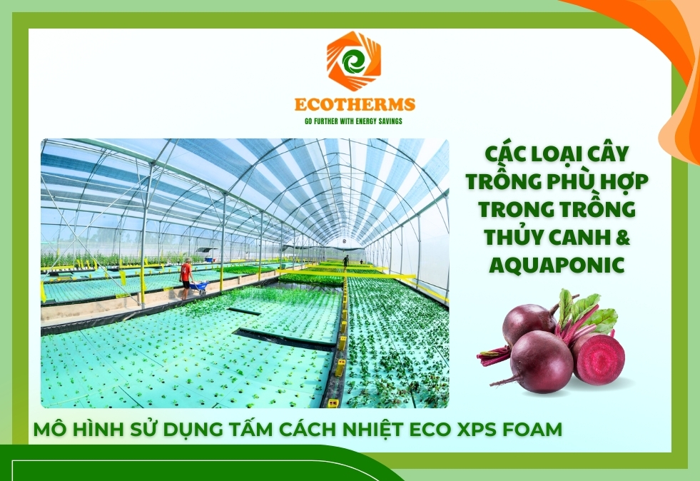 ECO XPS FOAM giúp rau quả sinh trưởng tốt hơn, tối ưu hóa diện tích canh tác trên mặt nước.