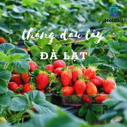 Đà Lạt tháng mấy có dâu? Gợi ý địa điểm bán dâu Đà Lạt ngon