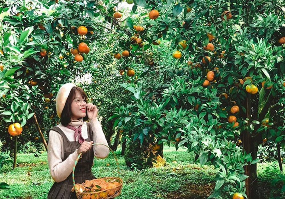 Khám phá Vườn trái cây Lái Thiêu nổi tiếng Bình Dương