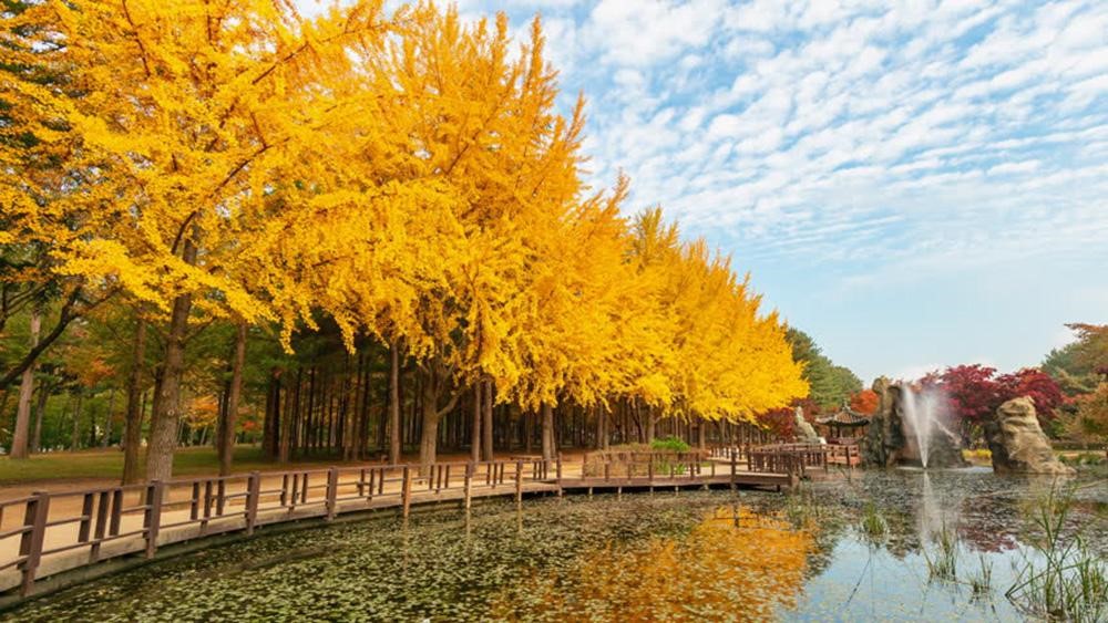 HÀ NỘI – SEOUL – NAMI – CÔNG VIÊN EVERLAND