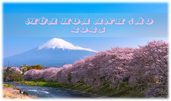 Tour Nhật Bản Mùa Hoa Anh Đào 2025 TOKYO – PHÚ SĨ – KYOTO - OSAKA 6N5Đ
