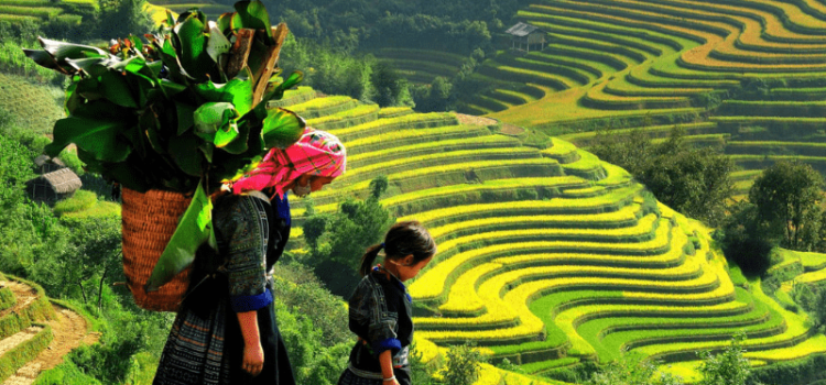 TOUR: HÀ NỘI - NGHĨA LỘ - TÚ LỆ - MÙ CANG CHẢI - SUỐI GIÀNG - HÀ NỘI 3N2Đ