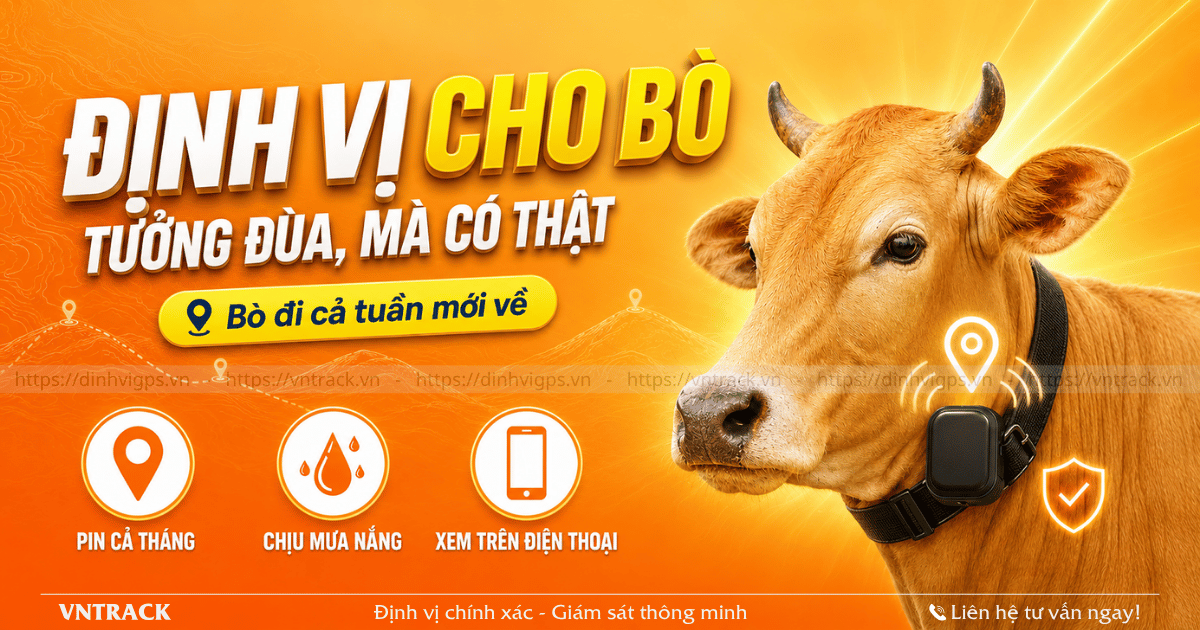Thiết bị định vị cho trâu bò thả rông: chọn loại nào?