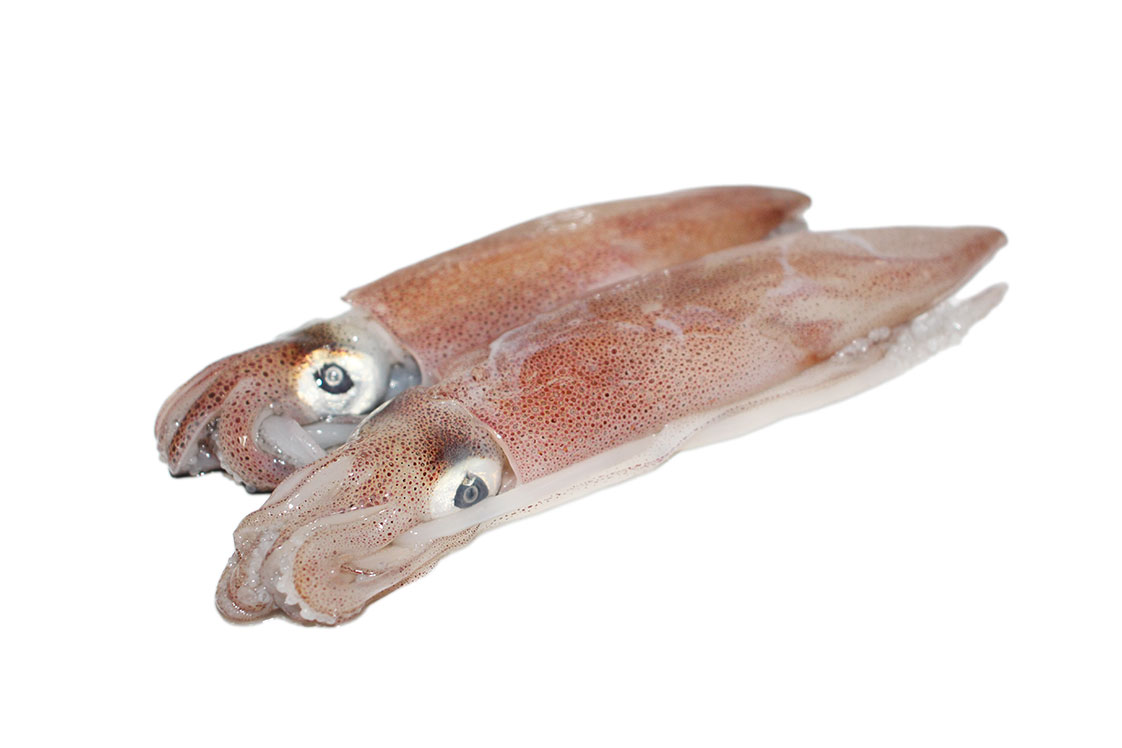 Giá Mực Ống Hôm nay: Cập nhật mới, chính xác, khung giá và cách mua